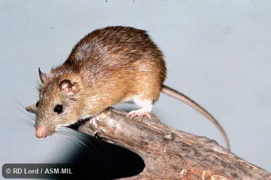 Captive animal perched on log, feet and head visible.  Also as La Guaira Spiny-rat|La Guaira Spiny Rat.