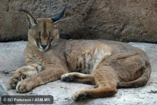 Side view of reclining adult, facing camera with eyes shut.  Also as Red Lynx, Caracal Lynx.