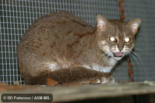 Side view, sitting adult, face and tail visible