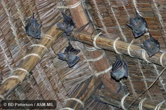 Six adults hanging from thatched roof.  Also as African False Vampire Bat, African Heart-nosed Bat, Heart-nosed Bat, Heart-nosed Big-eared Bat.