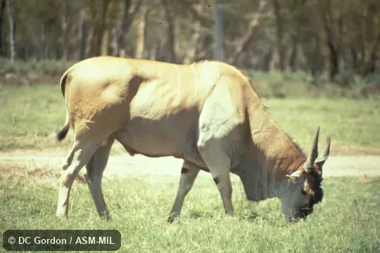 Side view.  Tragelaphus orys pattersonianus.  Formerly Taurotragus oryx.  Also as East African Eland.