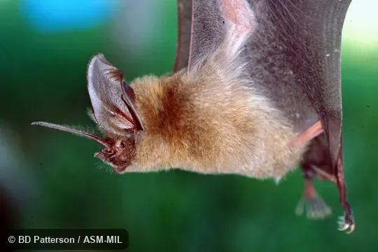 Side view of adult suspended in air, noseleaf and ear in focus.  Also as Tomes's Sword-nosed Bat.