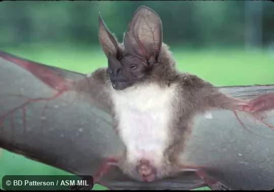 Adult with wings spread, face visible