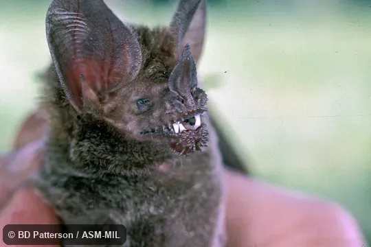 Closeup of face, protuberances on lips clearly visible. Formerly Trachops cirrhosus cirrhosus, Fringe-lipped Bat. Also as Frog-eating Bat. Closeup of face, protuberances on lips clearly visible. Formerly Trachops cirrhosus cirrhosus, Fringe-lipped Bat. Also as Frog-eating Bat.