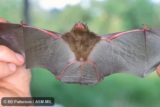 Male, wings spread, discs clearly visible