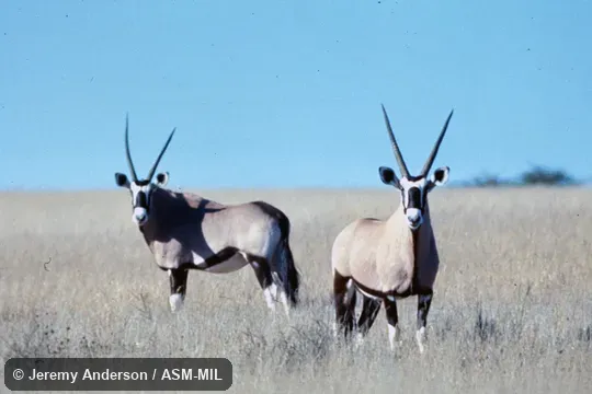Front and side views of two animals