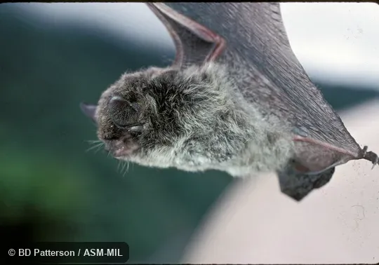 Side view, suspended by wings Side view, suspended by wings