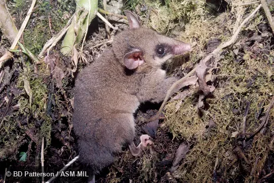 Side view, head and right hind foot visible.  Also as Rio Napo Mouse Opossum|White-bellied Slender Mouse Opossum.