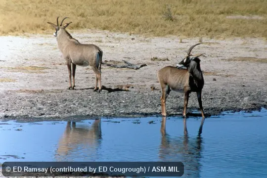 Front and side views of two animals Front and side views of two animals