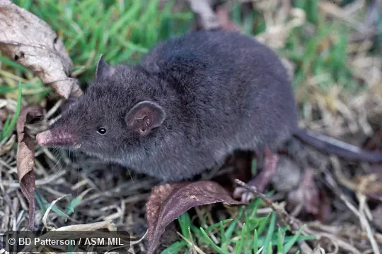 Side view of standing adult, head in focus.  Also as Incan Caenolestid|Peruvian Shrew-opossum.