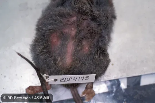 Ventral view of adult female, mammae visible.  Also as Incan Caenolestid, Peruvian Shrew-opossum.