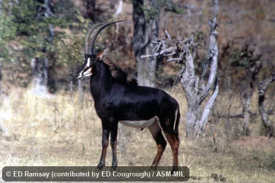Side view.  Also as Southern Sable Antelope.