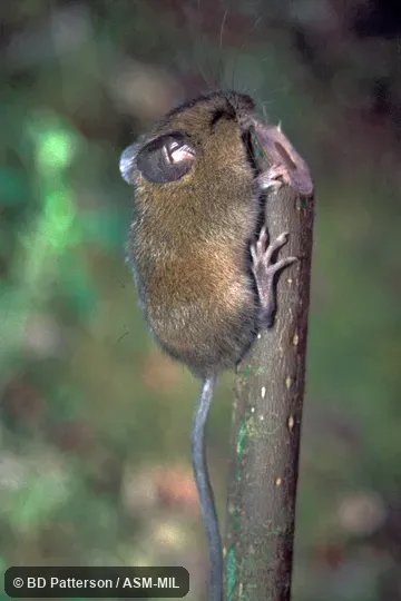 Side view, clinging to stick, both feet and tail visible.  Also as Montane Colilargo.