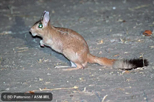 Side view, hind feet and tail on ground, night. Also as South African Spring Hare|Southern African Springhaas. Side view, hind feet and tail on ground, night. Also as South African Spring Hare|Southern African Springhaas.