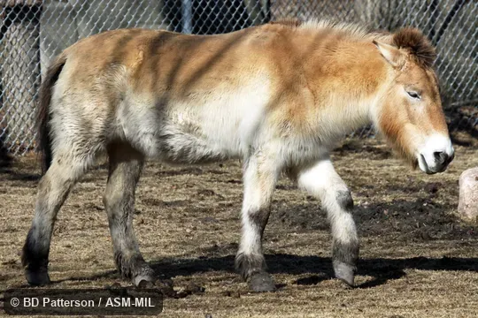 Lateral view of walking adult in winter pelage.  Equus ferus przewalskii.  Also as Equus caballus przewalskii or Equus przewalskii.  Also as Takhi, Eurasian Wild Horse, Przewalski's Horse.