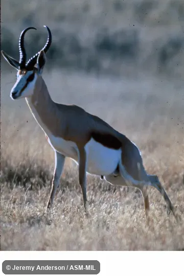 Side view, linked defecation/urination sequence.  Antidorcas marsupialis marsupialis.  Also as Cape Springbok.