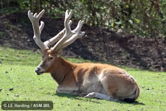 Lateral view of adult male sitting; antlers fully grown and in velvet