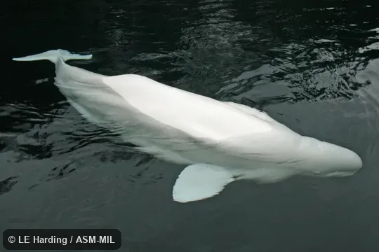 Dorsal view of adult; head, tail, and forelimbs visible.  Formerly in order Cetacea.  Also as Sea Canary, White Whale.