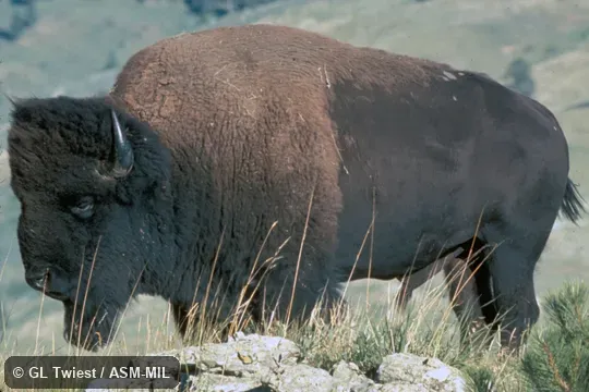 Side view of bull. Formerly Bison bison. Side view of bull. Formerly Bison bison.