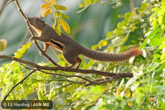 Lateral view on branch; side markings and tail visible. Also as Oriental Squirrel|Tricoloured Squirrel. Lateral view on branch; side markings and tail visible. Also as Oriental Squirrel|Tricoloured Squirrel.