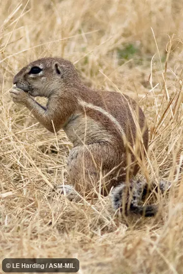 Sitting and eating in grass; head, forelimbs, and side stripe visible.  Formerly Xerus inauris.