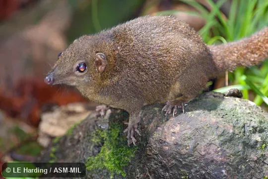 Lateral view of adult
