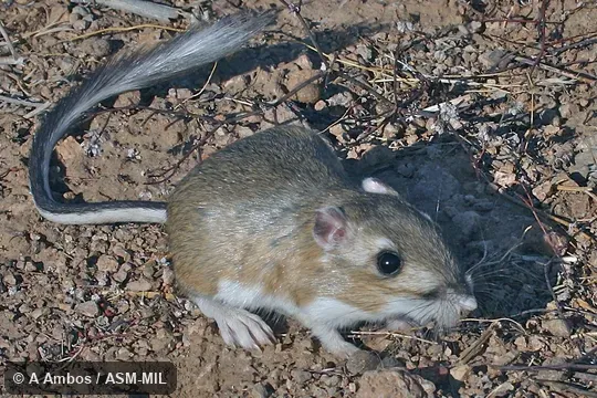 Dipodomys microps occidentalis. Side view of released adult on ground. Also as Great Basin Kangaroo Rat|Houserock Chisel-toothed Kangaroo Rat|House Rock Valley Kangaroo Rat|Inyo Pocket Rat|Small-faced Kangaroo Rat. Dipodomys microps occidentalis. Side view of released adult on ground. Also as Great Basin Kangaroo Rat|Houserock Chisel-toothed Kangaroo Rat|House Rock Valley Kangaroo Rat|Inyo Pocket Rat|Small-faced Kangaroo Rat.