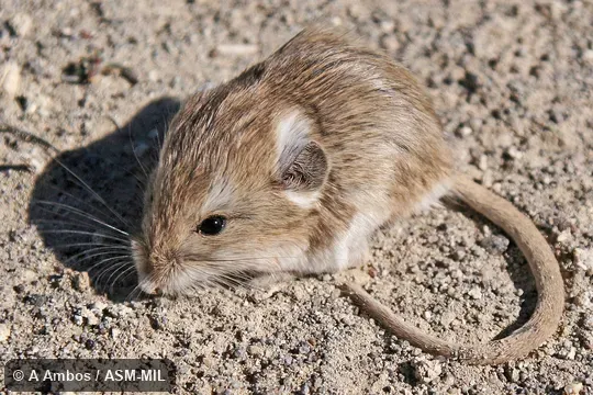 Side view of released adult on ground.  Formerly Microdipodops megacephalus albiventer.  Also as Dark Kangaroo Mouse.
