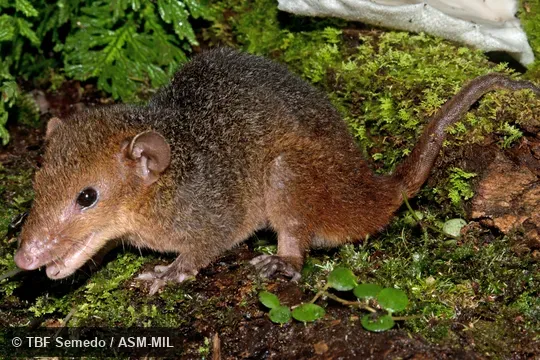 Side view of adult.  Also as Amazonian Short-tailed Opossum|Emilia's Short-tailed Opossum.
