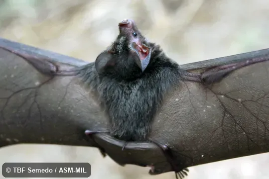 Dorsal view, wings spread.  Formerly Tonatia saurophila maresi.