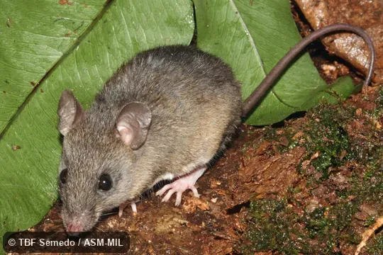 Quartering front view. Formerly Oryzomys megacephalus, Large-headed Rice Rat. Also as Azara's Broad-headed Oryzomys|Azara's Hylaeamys. Quartering front view. Formerly Oryzomys megacephalus, Large-headed Rice Rat. Also as Azara's Broad-headed Oryzomys|Azara's Hylaeamys.