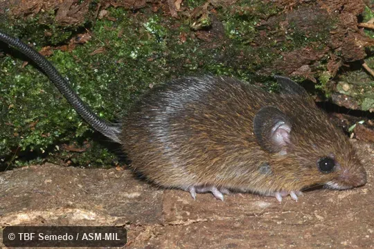 Lateral view.  Also as Common Neacomys|Large Spiny Mouse.