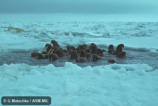 Small group in hole in pack ice.  Odobenus rosmarus divergens, Pacific Walrus.