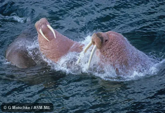 Two adults interacting in water.  Odobenus rosmarus divergens, Pacific Walrus..