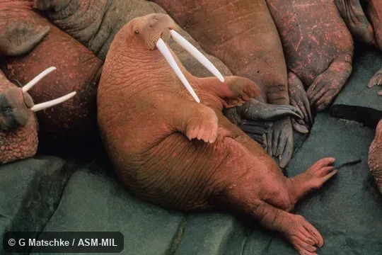 Adult male lying on back on land.  Odobenus rosmarus divergens, Pacific Walrus.