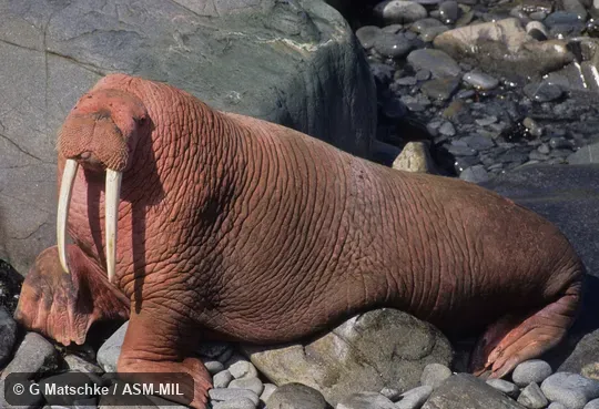 Side view of adult male.  Odobenus rosmarus divergens, Pacific Walrus.