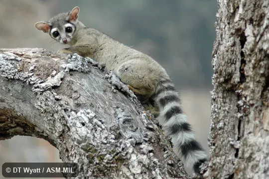 Side view of adult on limb facing camera
