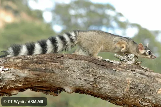Side view of adult on limb with foot raised