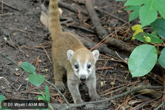 Front view of juvenile.  Also as Coatimundi.