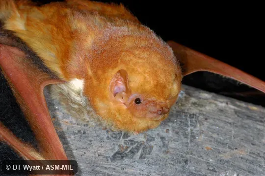 Dorsal view of head. Presumably Lasiurus frantzii teliotis. Formerly Lasiurus blossevillii teliotis. Also as Western Red Bat. Dorsal view of head. Presumably Lasiurus frantzii teliotis. Formerly Lasiurus blossevillii teliotis. Also as Western Red Bat.
