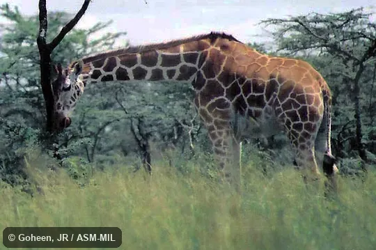 Adult with extended head.  Also as Giraffa camelopardalis reticulata.    Also as Somali Giraffe
