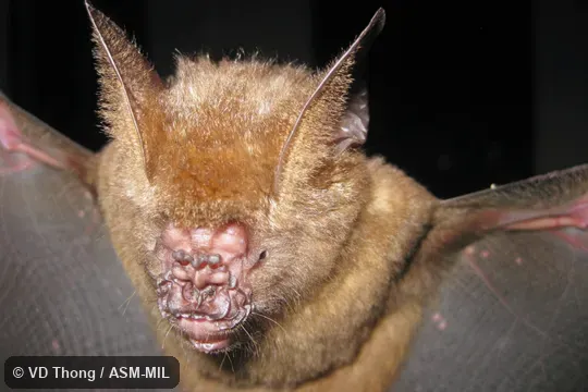 Front view of face.  Also as Griffin's Leaf-nosed Bat.