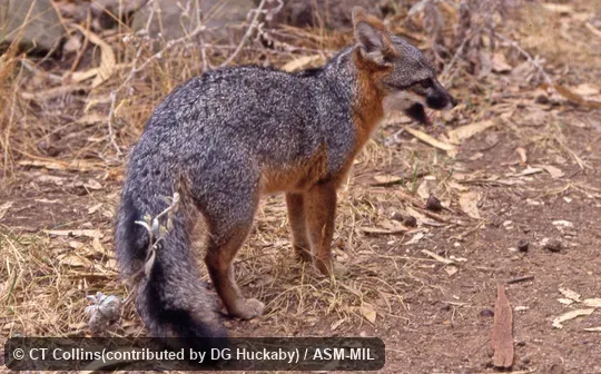 Rear quartering view of adult with head turned.  Also as Island Gray Fox|Channel Islands Fox.