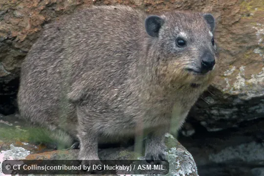 Front quartering view of adult.  Also as Yellow-spotted Rock Hyrax.