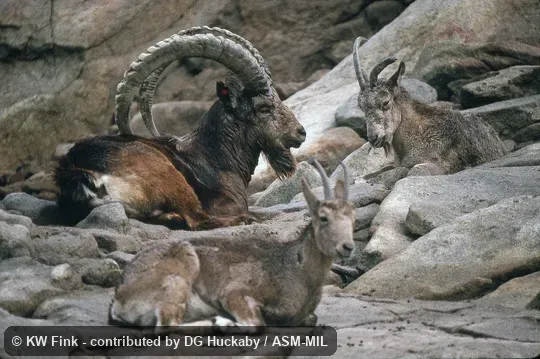 Side view of male and females, reclining. Also as Asian Ibex. Side view of male and females, reclining. Also as Asian Ibex.