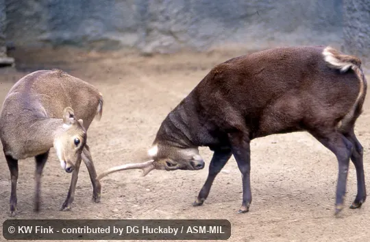 Male in velvet, female, and juvenile.  Also as Hyelaphus kuhlii.