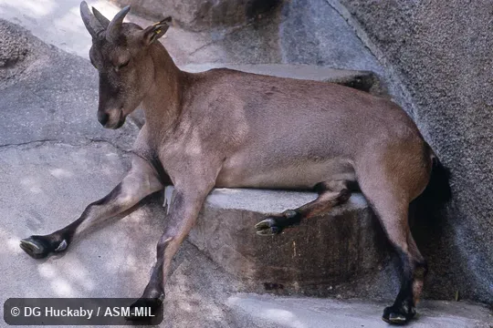 Side view of adult female.  Formerly as Capra caucasica cylindricornis.  Also as East Caucasian Tur|Eastern Tur.