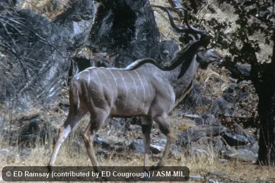 Side view of male.  Tragelaphus strepsiceros zambesiensis.  Also as Strepsiceros zambesiensis, Zambezi Kudu.