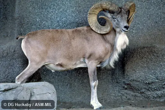 Side view of adult male.  Ovis vignei arkal, Ustyurt Urial|Transcaspian Urial|Arkal.  Formerly as Ovis aries arkal, Red Sheep.  Also as Ovis cycloceros, Afghan Urial.