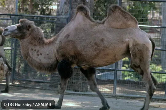 Side view of walking adult.  Also as Two-Humped Camel, Double-Humped Camel, Asiatic Camel.
